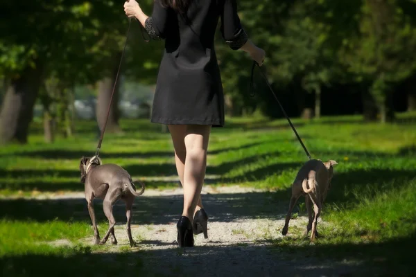女人的腿和两只猎犬在公园里 — 图库照片