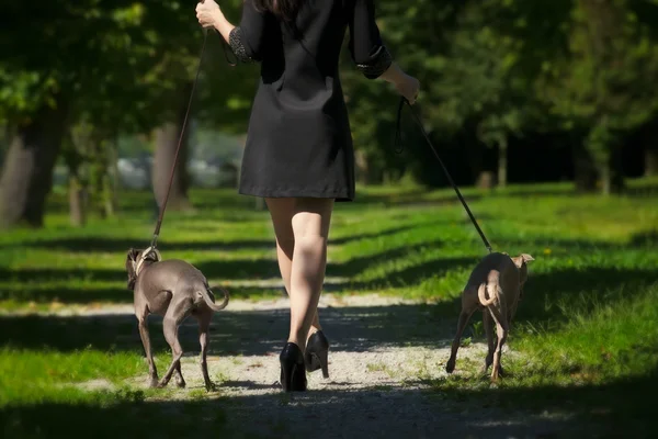 Donne gambe e due levrieri nel parco — Foto Stock