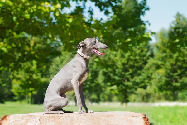 Elegant greyhound — Stock Photo, Image