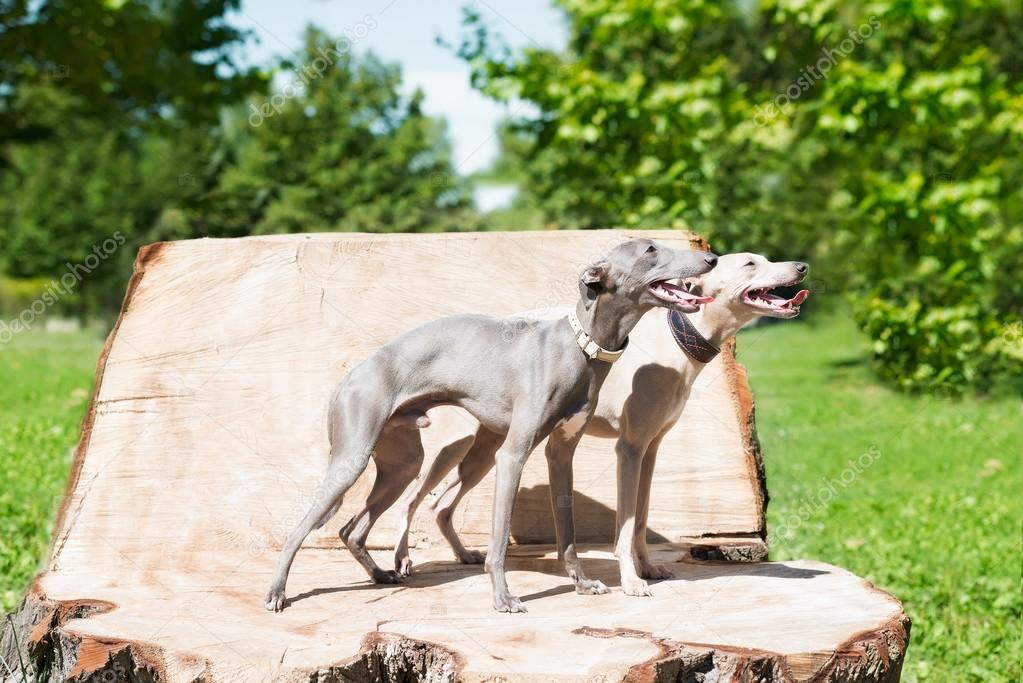 Two elegant greyhounds