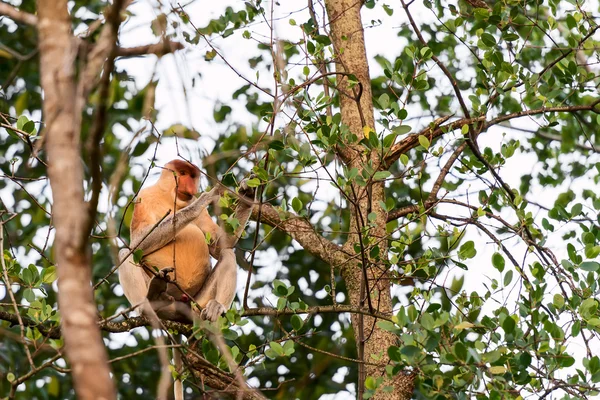 Macaco probóscide sentado em uma árvore — Fotografia de Stock