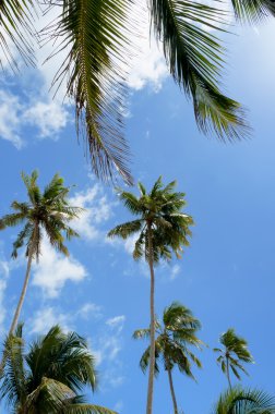 Hindistan cevizi palmiyeleri