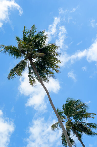 кокосовые пальмы против голубого неба