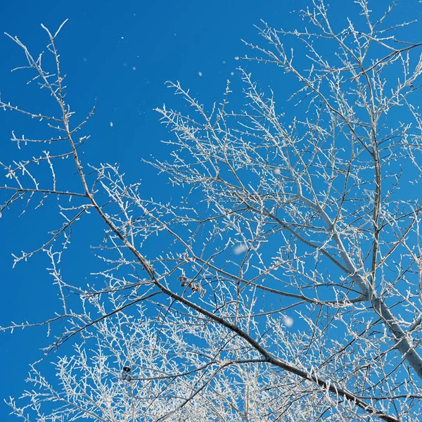 Takken Van Een Boom Bedekt Met Vorst Sneeuw Tegen Blauwe — Stockfoto