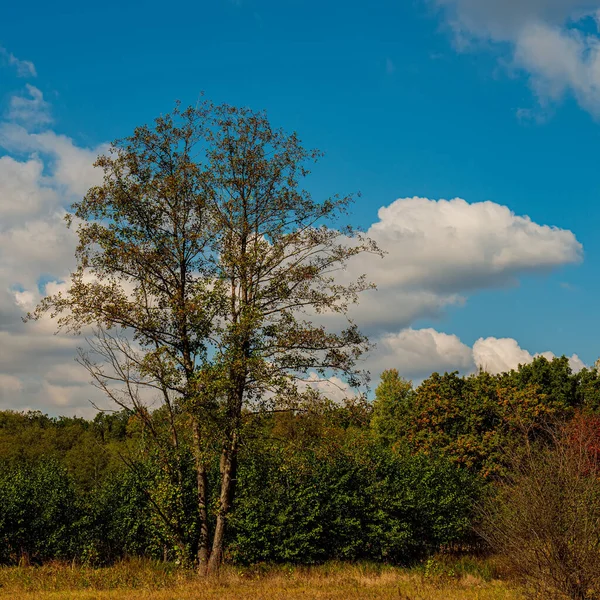 Trees in deciduous forest and clouds on a sunny morning. Autumn season in the village.  Ukraine. Europe.