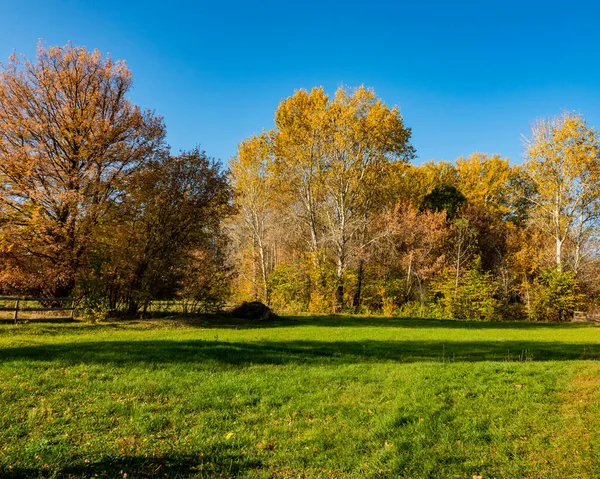 Зеленая Трава Лугу Лиственный Лес Солнечный День Сельский Пейзаж Осенний — стоковое фото