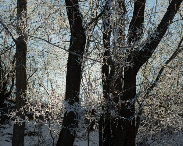 Branches Buissons Couvertes Givre Neige Sur Fond Rivière Par Une — Photo