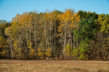 Sabahları yaprak döken ormandaki ağaçlar ve kuru otlarla dolu çayırlar. Köyde sonbahar mevsimi. Panoramik manzara. Web afişi. Ukrayna. Avrupa.