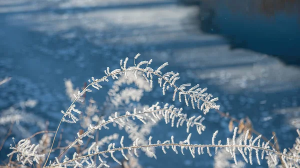 Droge Planten Bedekt Met Vorst Sneeuw Een Zonnige Dag Winterseizoen — Stockfoto