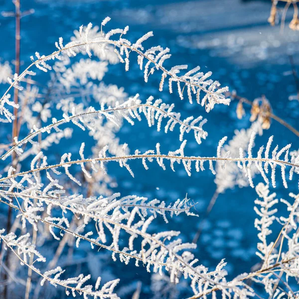 Plantas Secas Cubiertas Heladas Nieve Día Soleado Temporada Invierno Ucrania — Foto de Stock