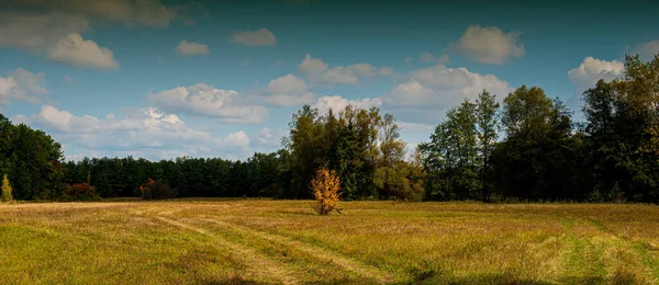 초원에는 잎들이 있노라 마을의 시즌이다 파노라마풍의 우크라이나 — 스톡 사진