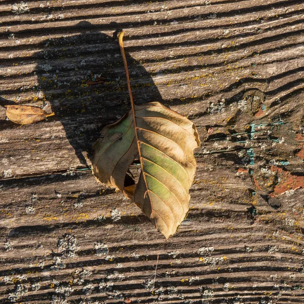 Fallen Dry Leaf Tree Lies Old Wooden Board Sunlight Autumn — Stock Photo, Image