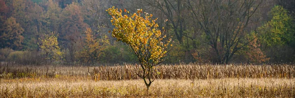Pojedyncze Drzewo Pokryte Jesiennymi Liśćmi Łące Tle Lasu Liściastego Panoramiczny — Zdjęcie stockowe