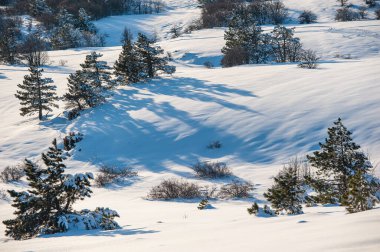 Çam ağaçları, orman ve dağlar güneşli bir günde. Kış mevsimi. Kırım. Ukrayna.