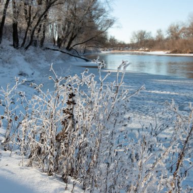 Güneşli bir günde, nehrin arka planında don ve karla kaplı çalılar. Kış mevsimi. Ukrayna. Avrupa.