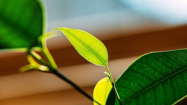 Güneşli bir günde pencerenin arka planında yeşil yapraklar. Web pankartı.