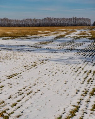 Huş ağaçları, tarlalar ve güneşli bir günde kar şeritleri. Kış mevsimi. Ukrayna. Avrupa.