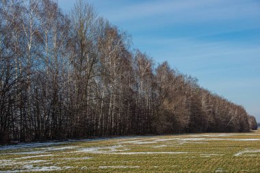 Huş ağaçları, yeşil tarlalar ve güneşli bir kış gününde kar şeritleri. Web afişi. Ukrayna. Avrupa.