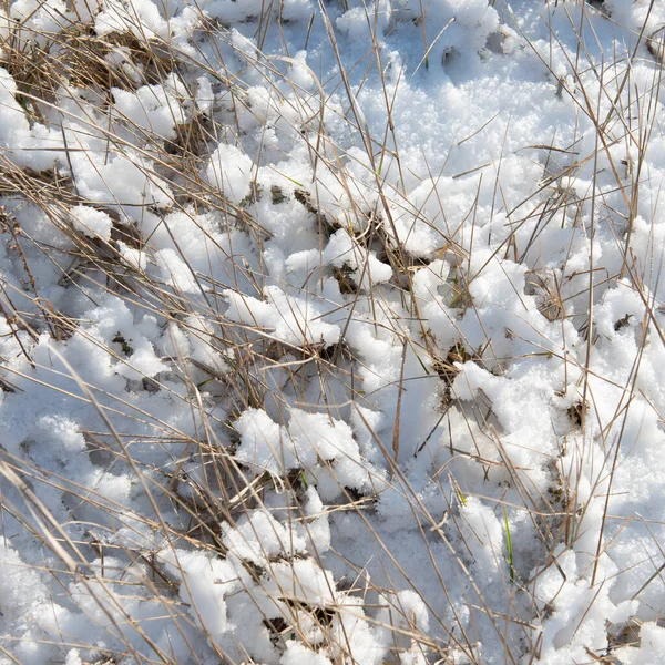 阳光明媚的日子里 被霜雪覆盖的干枯植物 乌克兰 — 图库照片