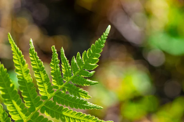 Groen Gebladerte Van Een Varen Een Wazige Achtergrond Een Zonnige — Stockfoto