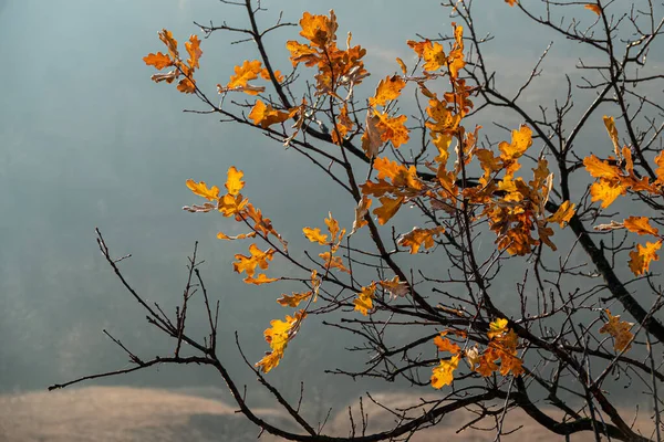 Oak Tree Branches Dry Foliage Background Fog Sunny Morning Autumn — Stock Photo, Image