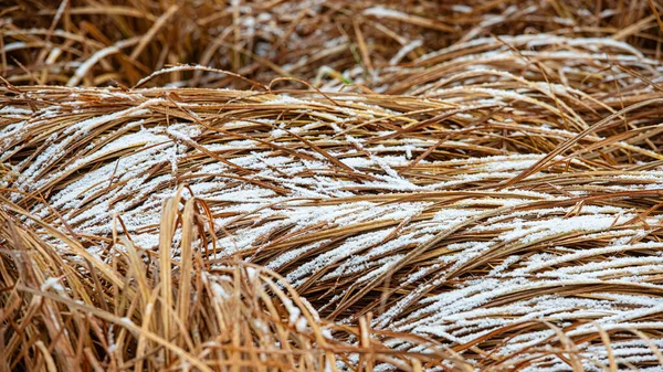 Fallen dry reeds are covered with frost and snow. Winter season. Web banner.