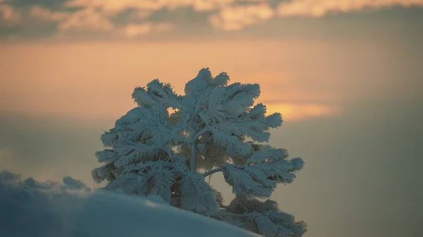 Enda Tall Träd Bakgrunden Skogen Kvällen Bergen Vintersäsong Krim Ukraina — Stockfoto