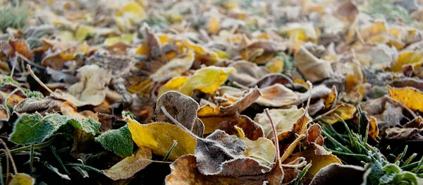 Padlé Listí Leží Zemi Pokryté Mrazem Podzimní Období Vesnici Webový — Stock fotografie