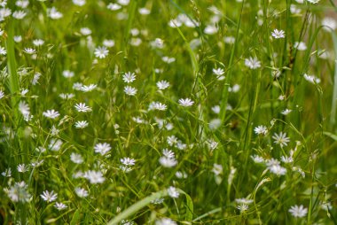 Bulanık yeşil arka planda çayır çiçekleri. Bahar mevsimi.