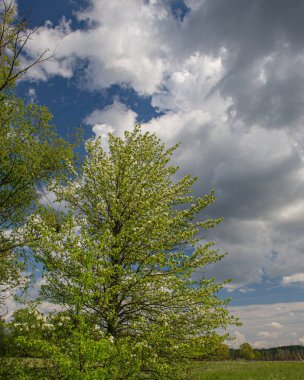Güneşli bir günde çayırda çiçek açan ağaçlar, kırsal alan. Bahar mevsimi, Mayıs.