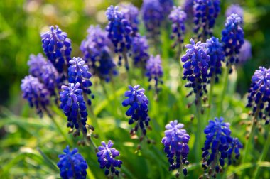 Bahçede güneşli bir günde yeşil arka planda dekoratif fare bezelyelerinden oluşan mor çiçekler. Bahar mevsimi.