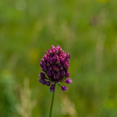 Yamaçta çiçekler ve bitkiler açıyor, kırsal alanda. Yaz sezonu, Haziran. Ukrayna. Avrupa.