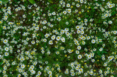 Bahçede güneşli bir günde yeşil arka planda papatya çayır çiçekleri. Bahar mevsimi.