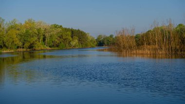 Nehirdeki su ve yaprak döken orman ağaçları güneşli bir günde, kırsal mevsimde. Bahar mevsimi, Mayıs. Ukrayna. Avrupa.