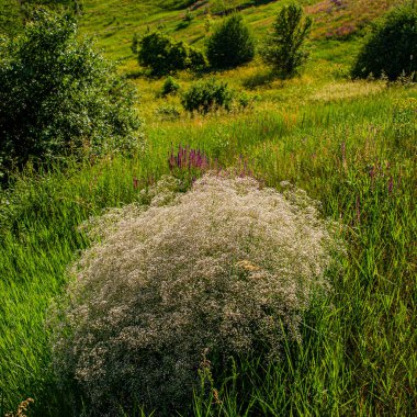 Yamaçta, kırsal alanda çiçek açan çayır bitkisi. Yaz sezonu, Haziran. Ukrayna. Avrupa.