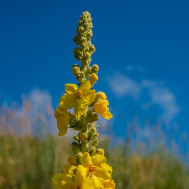 Tepenin yamacındaki mavi gökyüzüne karşı çiçek açan mullein bitkisi. Yaz mevsimi.
