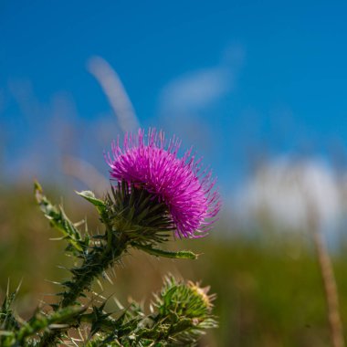Tarlada bulanık bir arka planda süt devedikeni çiçekleri. Yaz mevsimi.