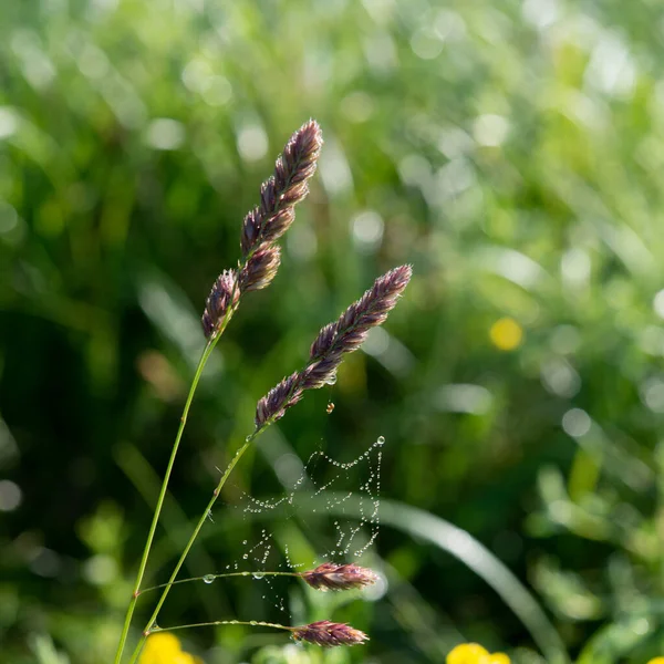 Hřebíky Rostliny Pozadí Zelené Trávy Slunečného Dne Jarní Sezóna — Stock fotografie