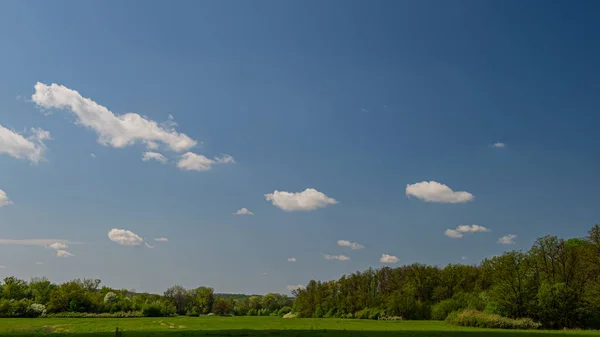 Deciduous Forest Meadow Flowering Sunny Day Rural Landscape Spring Season — Stock Photo, Image