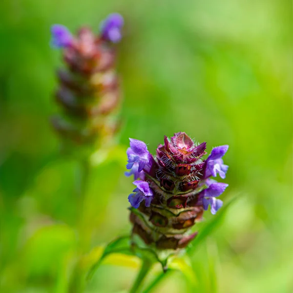 Flores Púrpuras Sobre Fondo Verde Borroso Temporada Verano —  Fotos de Stock