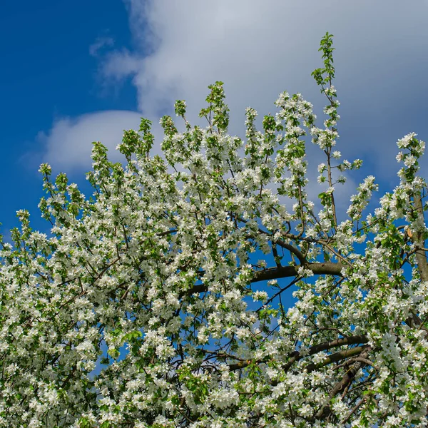 Kvetoucí Jabloně Květiny Zahradě Slunečného Dne Jarní Sezóna — Stock fotografie