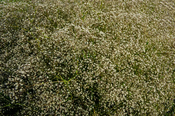 Yamaçtaki çiçek açan çayır bitkisi. Yaz sezonu, Haziran. Ukrayna. Avrupa.