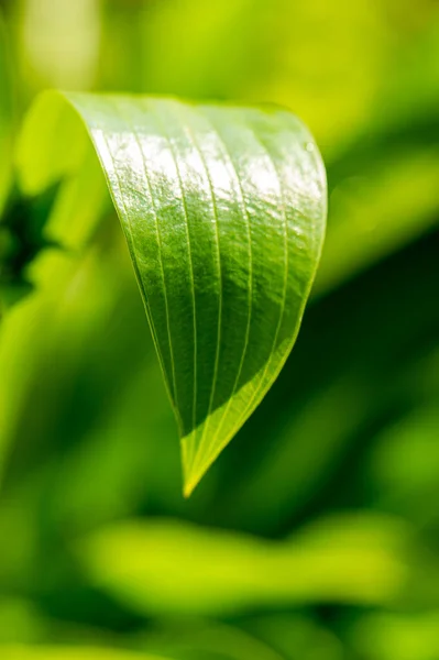 Zöld Levél Egy Növényről Homályos Háttérrel Egy Napsütéses Napon Nyári — Stock Fotó