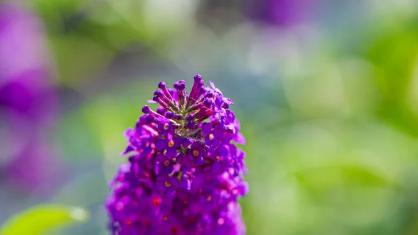 Rama Floreciente Color Púrpura Plantas Sobre Fondo Verde Borroso Temporada —  Fotos de Stock