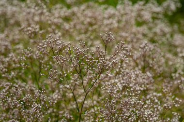 Çiçek açan beyaz çayır çiçekleri. Bahar mevsimi.