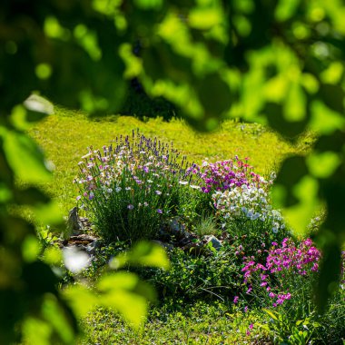 Çiçek açan lavanta çiçekleri, karanfiller, güneşli bir günde papatya çayı. Kırsalda bahar mevsimi.