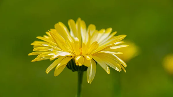 Rozkvetlý Žlutý Květ Kalenduly Rozmazaném Zeleném Pozadí Jarní Sezóna Venkově — Stock fotografie