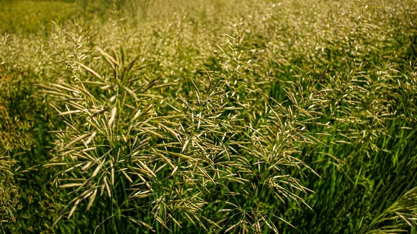 Egy Napsütéses Napon Rét Növényeinek Tüskéi Tavaszi Szezon Vidéken Web — Stock Fotó