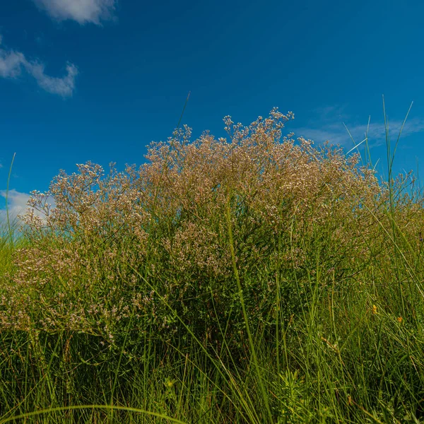 Thickets Meadow Flowers Blue Sky Spring Season — Stock Photo, Image