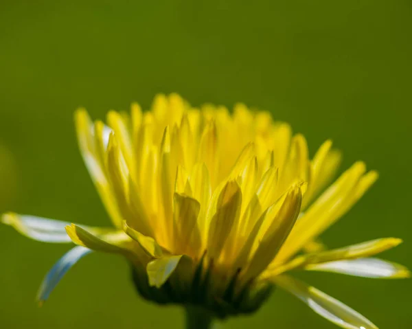 Kvetoucí Květina Marigoldu Zeleném Louce Letní Sezóna Vesnici — Stock fotografie